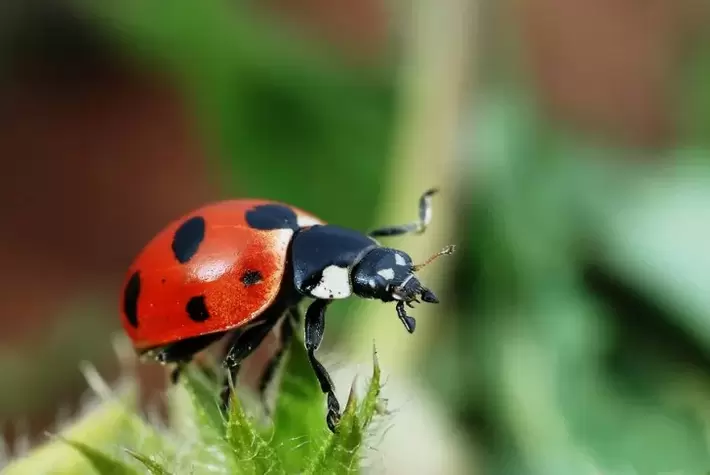 jimat pikeun tuah-ladybug